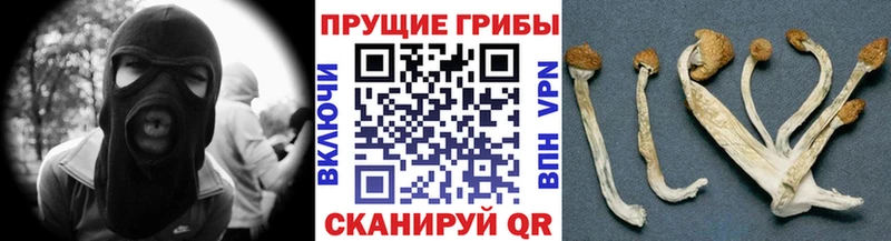 Псилоцибиновые грибы Psilocybine cubensis  маркетплейс состав  Приозерск 